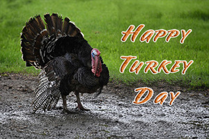 Thanksgiving THG105 - Front Cover